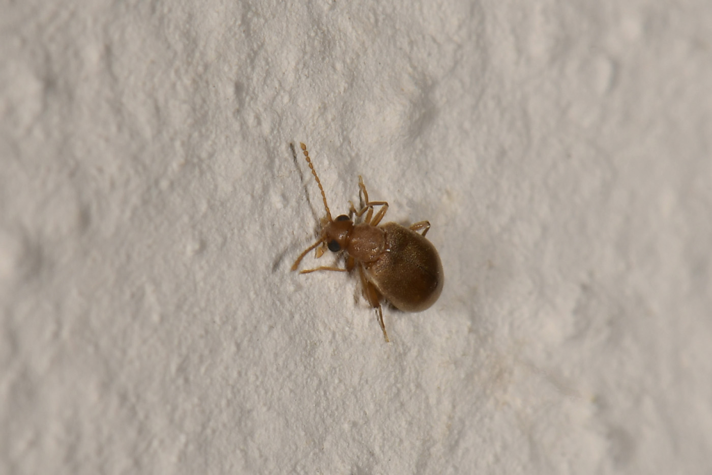 Aderidae: cfr. Olotelus flaveolus
